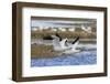 Ross geese pair-Ken Archer-Framed Photographic Print