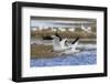 Ross geese pair-Ken Archer-Framed Photographic Print