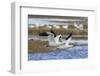 Ross geese pair-Ken Archer-Framed Photographic Print