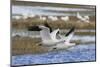 Ross geese pair-Ken Archer-Mounted Photographic Print
