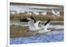 Ross geese pair-Ken Archer-Framed Photographic Print