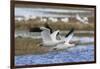 Ross geese pair-Ken Archer-Framed Photographic Print