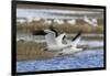 Ross geese pair-Ken Archer-Framed Photographic Print