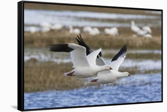 Ross geese pair-Ken Archer-Framed Stretched Canvas