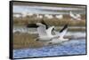 Ross geese pair-Ken Archer-Framed Stretched Canvas