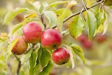 Apples (Malus Domestica) Growing in Traditional Orchard at Cotehele Nt Property, Cornwall, UK-Ross Hoddinott-Photographic Print