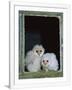 Gramercy White