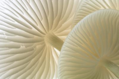 Close-up of Porcelain fungus showing gills, Cornwall, UK