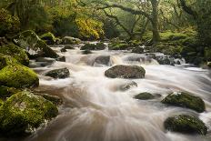 River Plym Flowing Fast Through Dewerstone Wood, Shaugh Prior, Dartmoor Np Devon, UK, October-Ross Hoddinott-Photographic Print