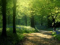 Track Leading Through Lanhydrock Beech Woodland with Bluebells in Spring, Cornwall, UK-Ross Hoddinott-Framed Stretched Canvas