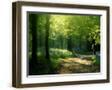 Chelsea Forest Gray