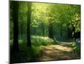 Wood Mount