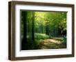 Chelsea Forest Gray