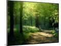 Wood Mount
