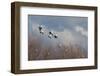 Ross's geese alighting-Ken Archer-Framed Photographic Print