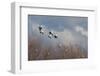 Ross's geese alighting-Ken Archer-Framed Photographic Print