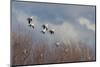 Ross's geese alighting-Ken Archer-Mounted Photographic Print