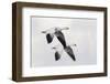 Ross's geese-Ken Archer-Framed Photographic Print