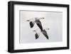 Ross's geese-Ken Archer-Framed Photographic Print