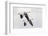 Ross's geese-Ken Archer-Framed Photographic Print