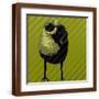 Brown Frame