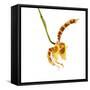 Rossioglossum Grande-Fabio Petroni-Framed Stretched Canvas