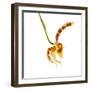 Rossioglossum Grande-Fabio Petroni-Framed Photographic Print