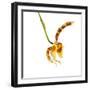 Rossioglossum Grande-Fabio Petroni-Framed Photographic Print