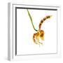 Rossioglossum Grande-Fabio Petroni-Framed Photographic Print