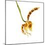 Rossioglossum Grande-Fabio Petroni-Mounted Photographic Print