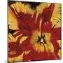 Rosso Fiore I-Citrine-Mounted Giclee Print