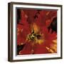 Rosso Fiore II-Citrine-Framed Giclee Print