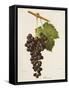 Rossolo Grape-J. Troncy-Framed Stretched Canvas