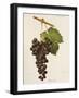 Rossolo Grape-J. Troncy-Framed Giclee Print