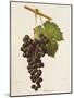 Rossolo Grape-J. Troncy-Mounted Giclee Print