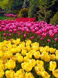 Tulips in Keukenhof Flower Garden in Lisse Netherlands-Rostislavv-Framed Stretched Canvas