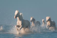 Camargue angels-Rostovskiy Anton-Photographic Print