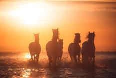 Angels of Camargue-Rostovskiy Anton-Photographic Print