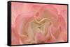 Rosy Begonia I-Rita Crane-Framed Stretched Canvas