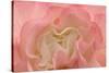 Rosy Begonia I-Rita Crane-Stretched Canvas