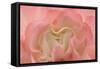 Rosy Begonia I-Rita Crane-Framed Stretched Canvas