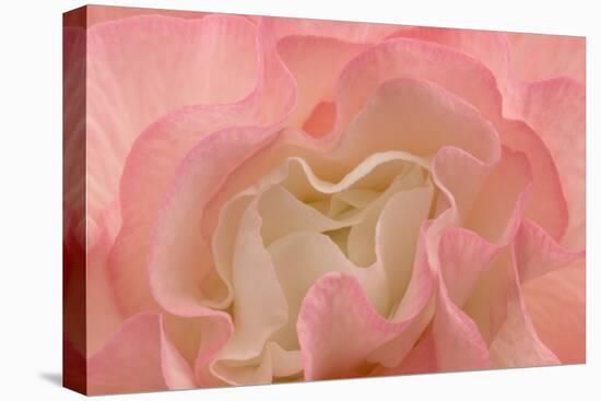 Rosy Begonia I-Rita Crane-Stretched Canvas