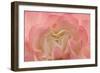 Rosy Begonia I-Rita Crane-Framed Photographic Print