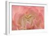 Rosy Begonia I-Rita Crane-Framed Photographic Print