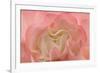 Rosy Begonia I-Rita Crane-Framed Photographic Print