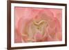 Rosy Begonia I-Rita Crane-Framed Photographic Print