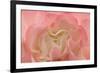 Rosy Begonia I-Rita Crane-Framed Photographic Print