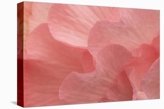 Rosy Begonia II-Rita Crane-Stretched Canvas