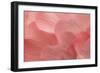 Rosy Begonia II-Rita Crane-Framed Photographic Print