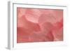 Rosy Begonia II-Rita Crane-Framed Photographic Print